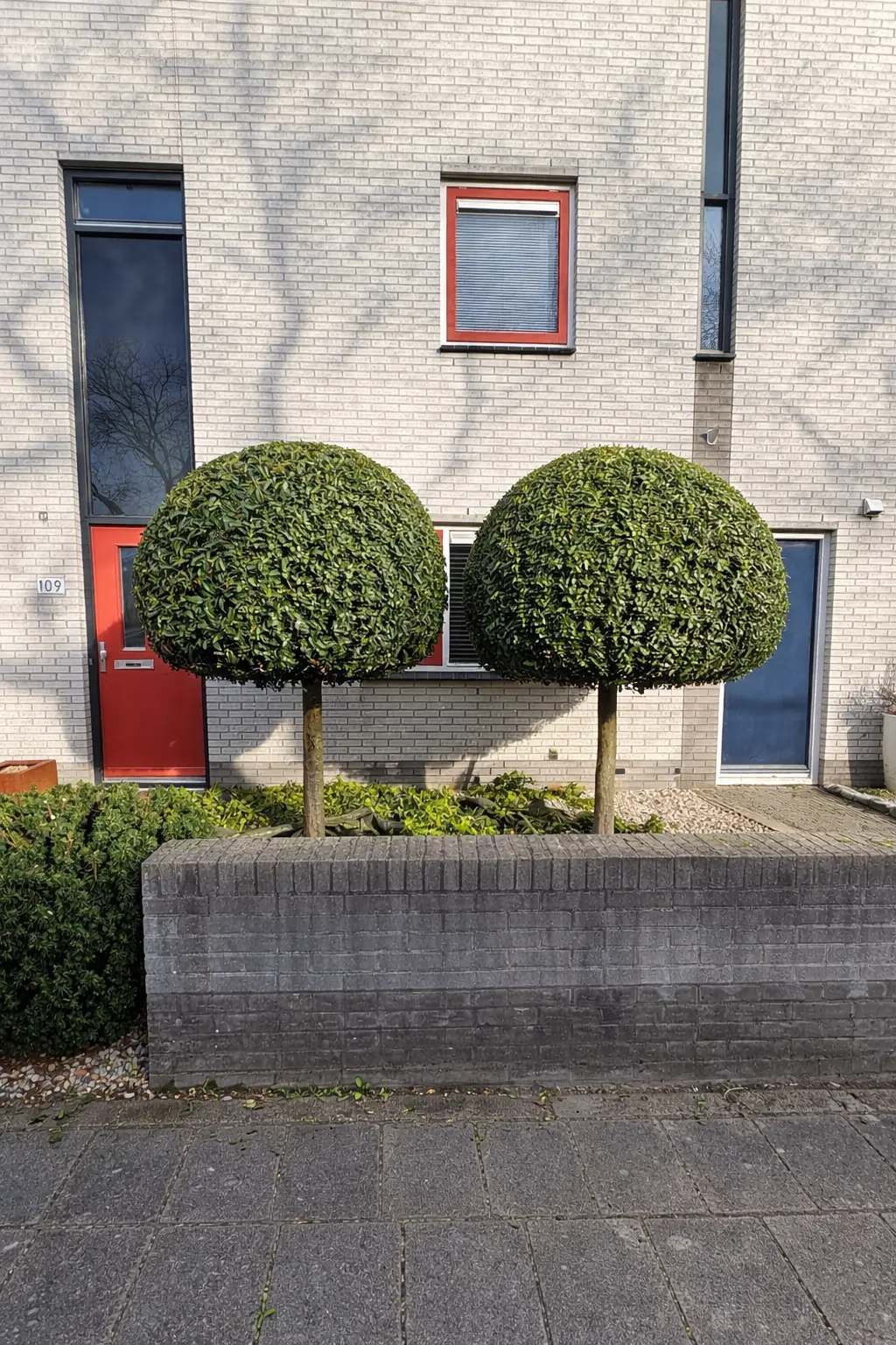 Twee rond gesnoeide bomen in een voortuin