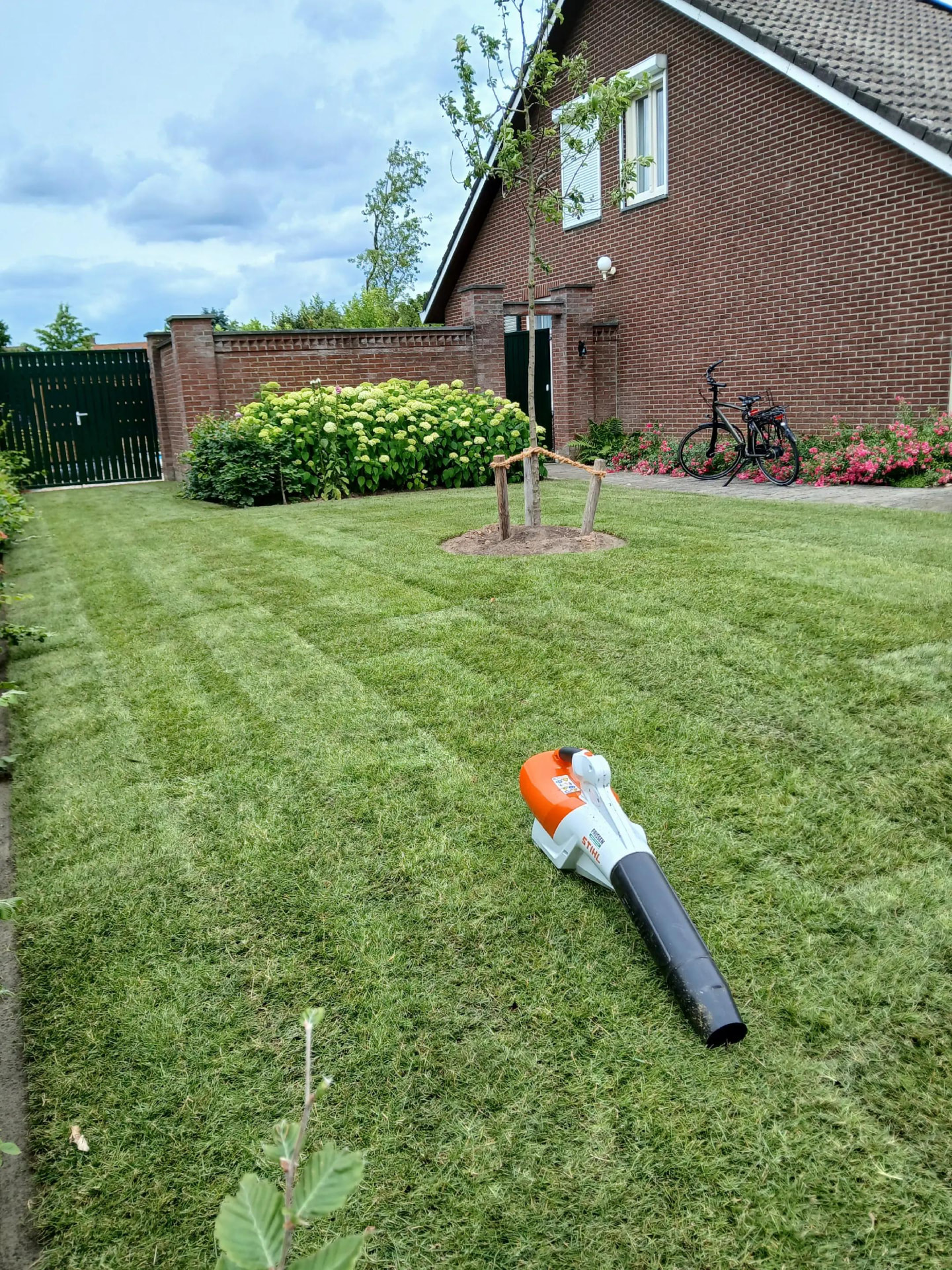 Voortuin met vers gemaaid gazon, border met hortensia's en gazonrand